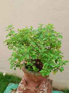 Tulsi Rooted Plant
