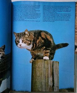 The love of cats