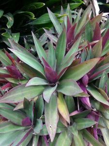 Tradescantia Spathacea Plant