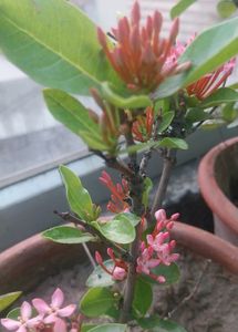Pink Dwarf Xlora 3yrs Old Plant