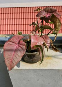 Set Of 3 Well Rooted Pink Synchonium Plants