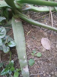Alovera Plants 1pc