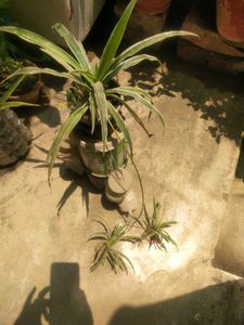 Long Spider Plant With Two Beautiful Baby