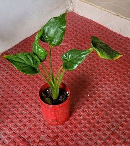 Alocasia cucullata (Elephant Ear) Plant &amp; Pot
