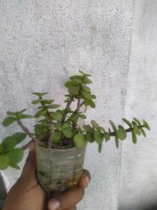 2 Plant Combo