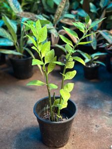 Indoor Plants 10