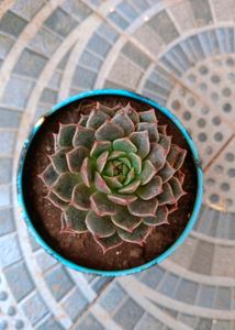Combo Of 3 Succulents (Without Pot)