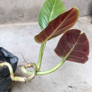 Assorted Mix Plants Combo Offer