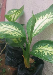 3 Plants  Combo