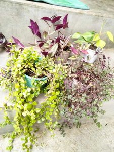 Hanging Plants Combo (4 Varities)