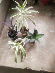 Combo Of 4 Type Mix Nd Match Showing Plant