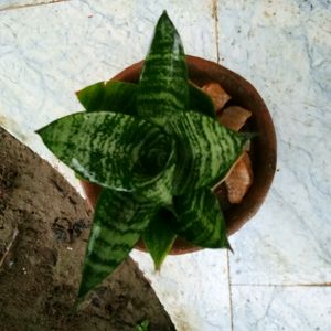 Snake Plant