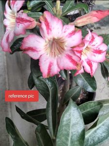 5 Sapling Of Adenuim Plants Combo