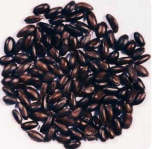 Raamphal Fruit Seeds (50nos)