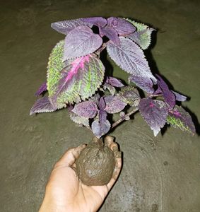 Coleus