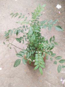 Curry Leaves Healthy Plant With Root