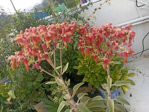 combo 6 plants @low price