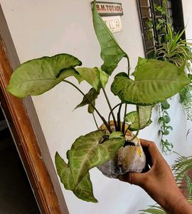 Set 3 Arrowhead &amp; Purple Heart &amp;syngonium Plants ?
