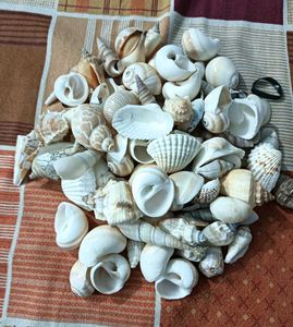 Seashell Collection - Beach Decor