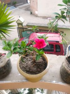 Dark Pink Healthy Hibiscus Flower Plant