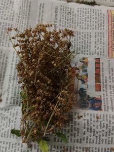 Tulsi Sticks Wati Or Diyas And Seeds