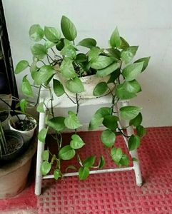 Evergreen Money Plant 🌵
