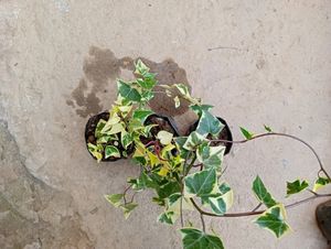 Hedera Helix