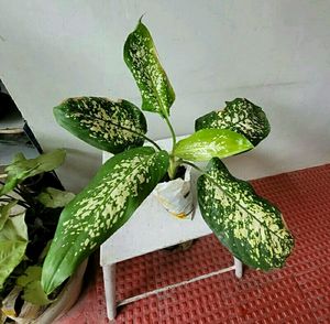 Pack 2 Kumuban Guava &amp; syngonium Plants