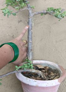 Bonsai Jate Plants Healthy Any One Item Delivered