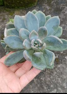 variegated succulent