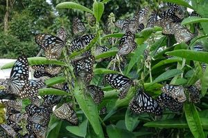 *E*  Crotalaria plant/Butterfly Attracting Plant