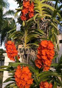 Orchid Flower Live Plant Pack Of 1