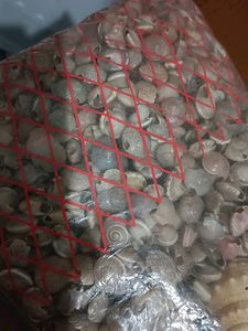 Sea Shells