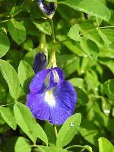 Butterfly pea flower tree seeds