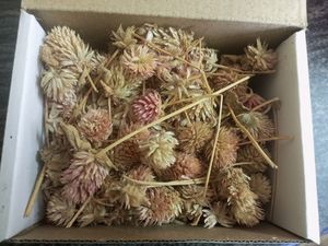 Vadamalli / Globe Amaranth Flower Seeds.
