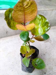 Varities Of Air Purifying Combo