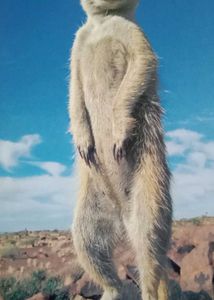 National Geographic Kids Animal Book