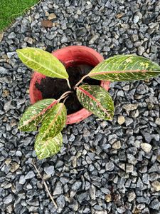Aglaonema same Plant selling