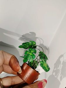Artificial Miniature Plant