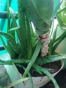 One Big Ayurvedic Healthy Alovera