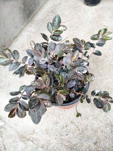 2 Varigated  N Two Hanging Plants Combo