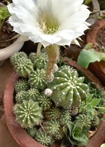 Easter Lily Cactus