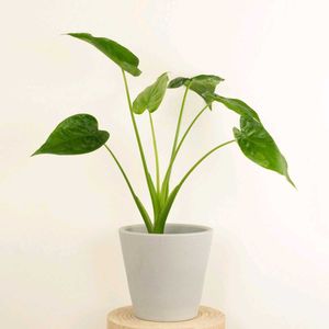 Elephant Ear Plant - Healthy & Thriving!