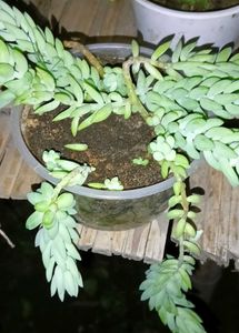 Donkey Tail