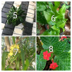 you can select 10 Live root plants