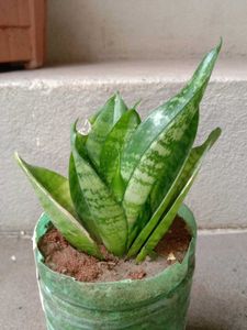 Snake Plant in Upcycled Planter