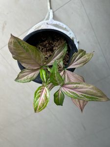 House Plant