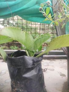 Awesome Mother Of Thousands