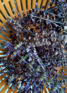 Shyama Tulsi seeds