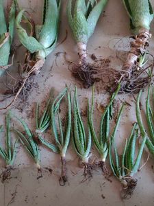 21 Alovera Plants